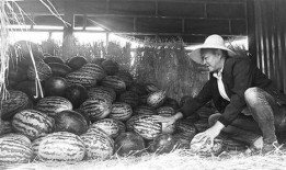 贺州吃瓜群众事件视频,网络围观下的社会现象解析