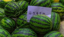 瓜吃瓜瓜吃瓜,揭秘“瓜吃瓜瓜吃瓜”的奇妙世界