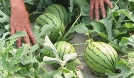 曹县吃瓜事件汇总