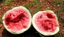 吃瓜群众贝壳,网络热议背后的真相