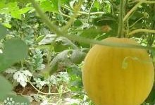 苹果瓜该怎么吃,解锁美味新体验