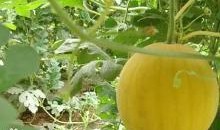 苹果瓜该怎么吃,解锁美味新体验