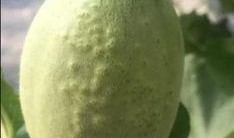 金丝纹瓜怎么吃