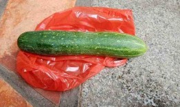 长柄瓜可以吃吗,美味可口的食用新选择