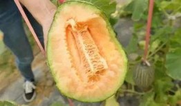 刚吃薯片能不能吃哈密瓜,美味搭配的饮食小贴士”