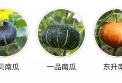 鹅吃兰瓜吗,一场意外的餐桌邂逅
