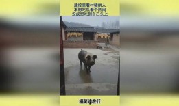 监控 吃瓜,揭秘网络舆论背后的真相