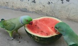 空腹吃瓜会拉肚子吗,空腹吃瓜易引发腹泻？揭秘瓜果饮食的注意事项