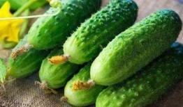 解薯宁吃瓜,解薯宁与吃瓜群众的欢乐日常