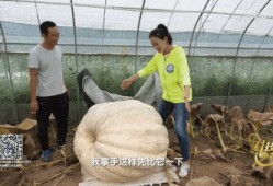 过年回村吃瓜,品味乡村“吃瓜”盛宴