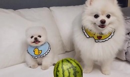 pong瓜怎么吃,Pong瓜的多样食用方法探索