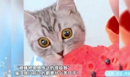 猫猫可以吃松瓜,松瓜成为猫咪新宠