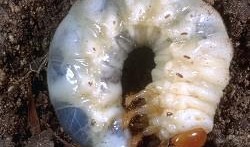 被虫吃的瓜图片,一窥瓜田里的“隐形杀手”