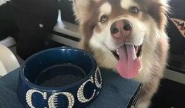 娱乐吃瓜酱安乐狗狗,娱乐吃瓜酱的温馨故事