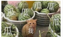 吃瓜当事人,一场娱乐圈的全民狂欢