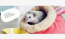 吃瓜少女楠小狸,揭秘娱乐圈幕后故事