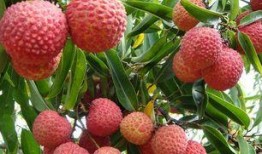 男友吃瓜荔枝视频,男友吃瓜荔枝，解锁夏日清新瞬间