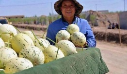 瓜州县吃瓜事件真相,真相与反思