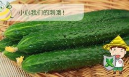 吃瓜与看瓜更配,一场视觉与味蕾的双重盛宴