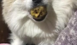 吃瓜的小胖子
