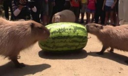 吃感情瓜,揭秘娱乐圈感情瓜背后的真相