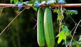 小草在吃瓜,一场生态趣谈