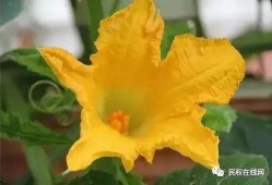 吃瓜王霸花,揭秘娱乐圈幕后风云