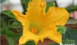 吃瓜王霸花,揭秘娱乐圈幕后风云