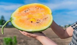 吃瓜著名打卡地,揭秘吃瓜群众的美食天堂