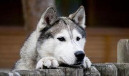 哈士奇吃瓜动作,萌态十足，网友直呼“太可爱了！”