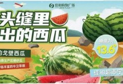 吃瓜吃个痛快,吃瓜群众畅享清凉盛宴