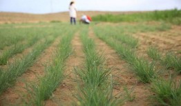 兰考三农吃瓜,瓜田里的乡村振兴新篇章