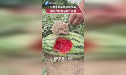 摸耳朵吃瓜,揭秘娱乐圈的趣味瞬间