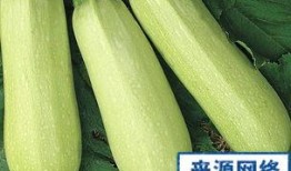 白瓜孕妇可以吃么,安全与营养两不误