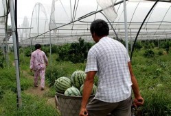 兰考三农吃瓜,瓜田里的乡村振兴新篇章