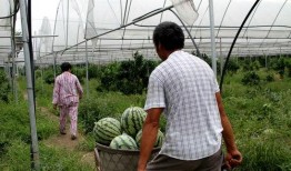 兰考三农吃瓜,瓜田里的乡村振兴新篇章