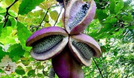 大姐吃八月瓜,大姐的八月瓜美食之旅