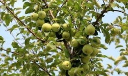 童年吃田瓜,那片田瓜地里的甜蜜时光