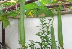 妇科实习吃瓜,实习医生的真实“吃瓜”经历