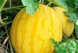 瓜瓜吃瓜简介,揭秘娱乐圈那些不为人知的幕后故事