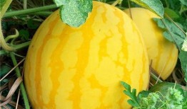 瓜瓜吃瓜简介,揭秘娱乐圈那些不为人知的幕后故事