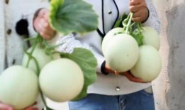 东方蜜瓜白色部分可以吃,白色部分也能尽享美味之谜