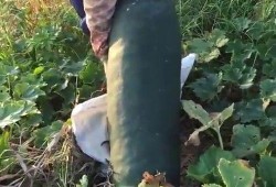 吃瓜摸鱼吃不完,尽享悠闲时光