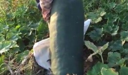 吃瓜摸鱼吃不完,尽享悠闲时光
