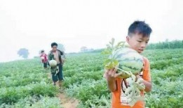 00后老师吃瓜,吃瓜成瘾，揭秘校园八卦风云