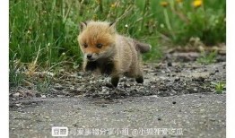 小狐吃瓜,揭秘娱乐圈那些不为人知的幕后故事