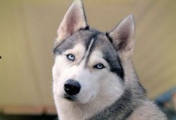 哈士奇吃瓜动作,萌态十足，网友直呼“太可爱了！”