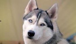 哈士奇吃瓜动作,萌态十足，网友直呼“太可爱了！”