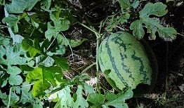 村里吃瓜,一起吃瓜话家常