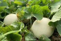 程儿吃瓜,揭秘娱乐圈那些不为人知的幕后故事